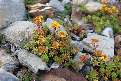 Sedum, Holiday 2020 Austria